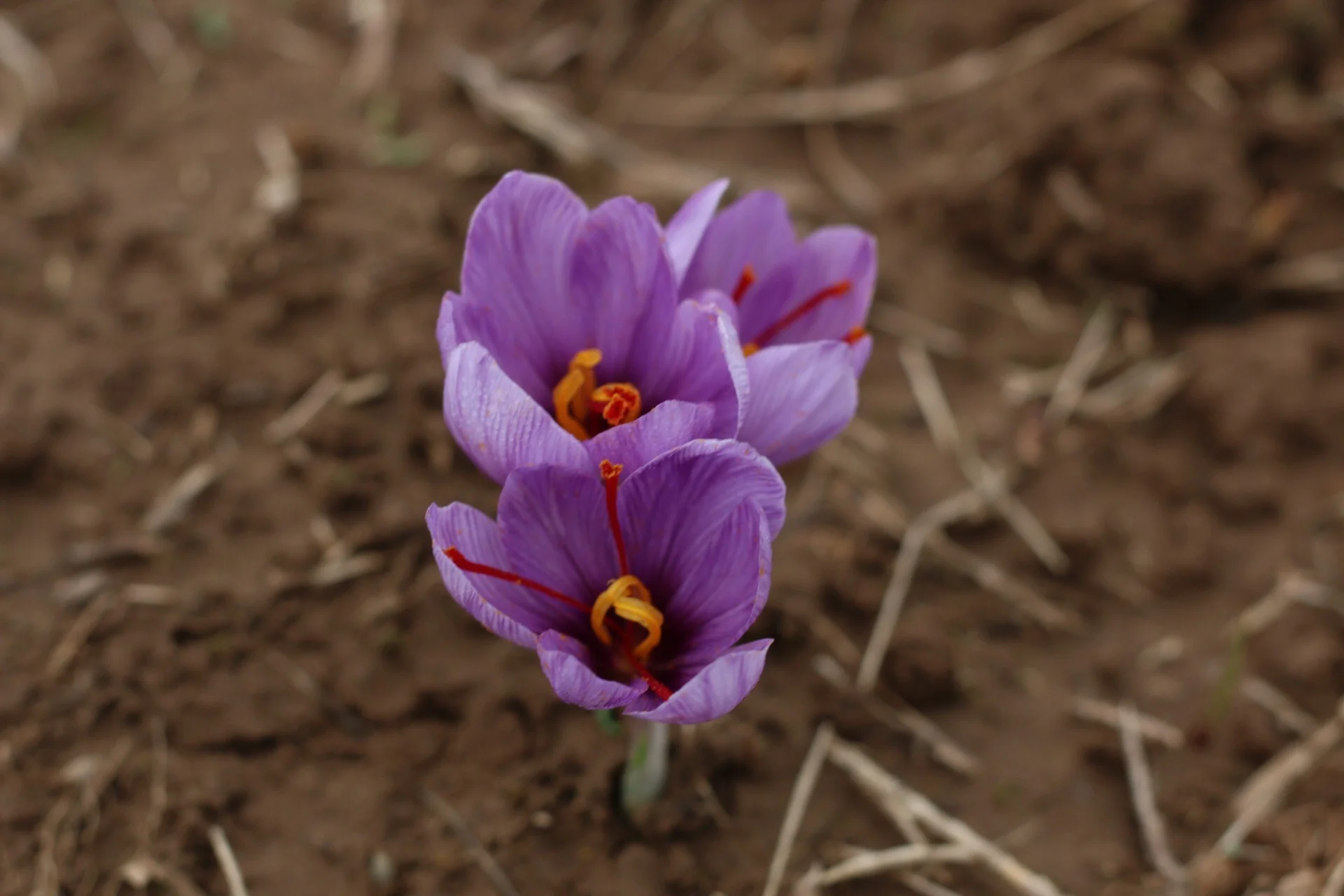 Miniature 2